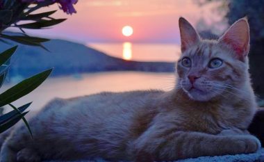 Puna e ëndrrave: Merrni rrogë për të jetuar në ishullin grek që të kujdeseni për 55 mace