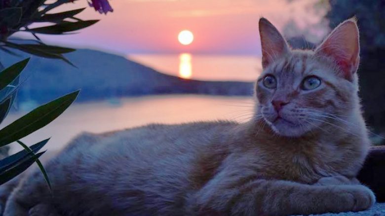 Puna e ëndrrave: Merrni rrogë për të jetuar në ishullin grek që të kujdeseni për 55 mace