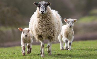 Po mbyllej klasa në një shkollë në Francë, një fermer regjistroi delet si nxënës (Video)