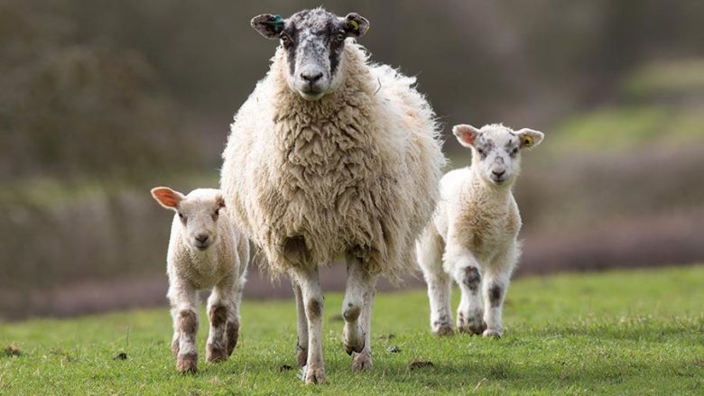 Po mbyllej klasa në një shkollë në Francë, një fermer regjistroi delet si nxënës (Video)