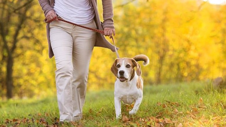 Pronarët e qenve janë katërfish më të prirë të bëjnë mjaftueshëm aktivitet fizik