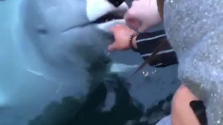 I bie telefoni në ujë, balena ia rikthen iPhone turistes (Video)