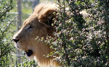 Aksioni për ta shpëtuar një luan, që e mbyllën për ta përdorur si shënjestër nga gjuetarët (Video)