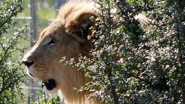 Aksioni për ta shpëtuar një luan, që e mbyllën për ta përdorur si shënjestër nga gjuetarët (Video)