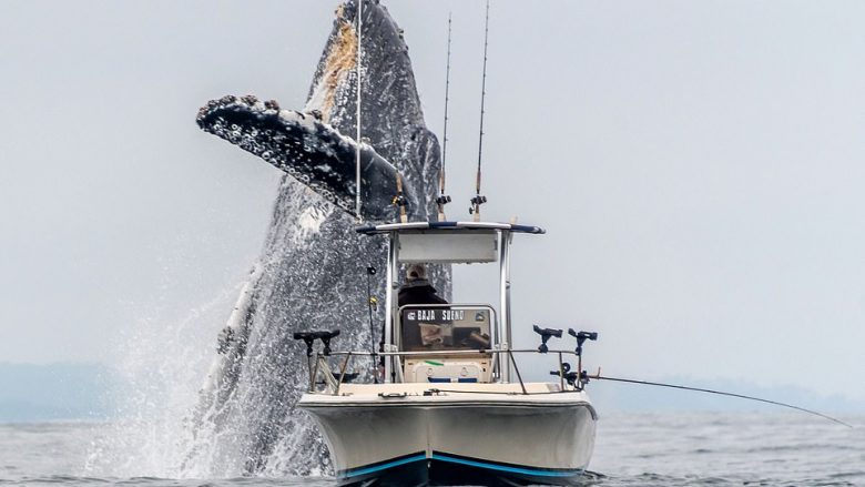 Balena gjigante doli papritmas mbi sipërfaqej, anija e peshkatarit dukej shumë më e vogël (Video)