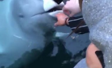 Balena ‘spiune ruse’ kthen prapa te barka, një telefon të hedhur në det (Video)