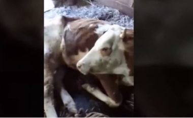 Ngordhin kafshët në Drenas, banorët fajësojnë fabrikën