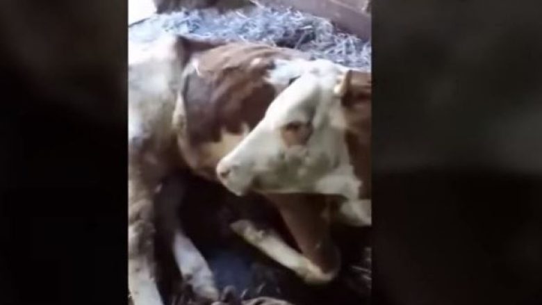 Ngordhin kafshët në Drenas, banorët fajësojnë fabrikën