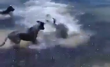 Loja e rrallë mes katër qenve dhe dy peshkaqenëve që u afruan në bregun e detit (Video)