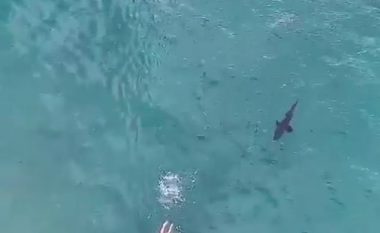 Notuesi njoftohet nga mbrojtësit e rendit, se po ndiqet nga një peshkaqen (Video)