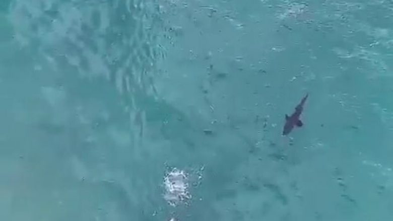Notuesi njoftohet nga mbrojtësit e rendit, se po ndiqet nga një peshkaqen (Video)