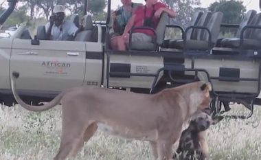 Qeni i egër u shtir si i ngordhur, para se të ikte prej nofullave të fuqishme të luaneshës (Video)