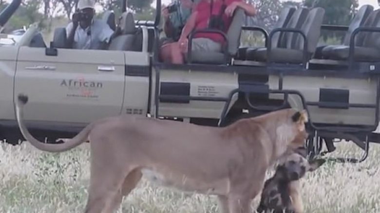 Qeni i egër u shtir si i ngordhur, para se të ikte prej nofullave të fuqishme të luaneshës (Video)