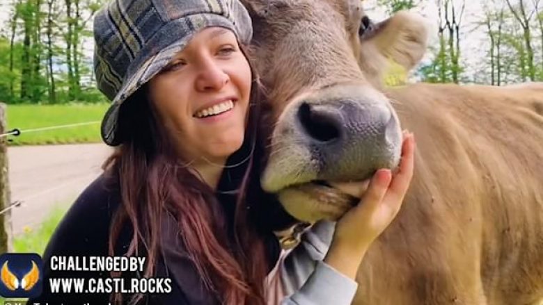 Qeveria austriake ndalon sfidën bizare e puthjes së lopëve (Video)