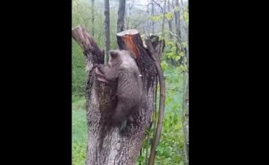 Gjendet këlyshi i ariut të murrmë, kthehet në territorin e Parkut të Sharrit (Video)