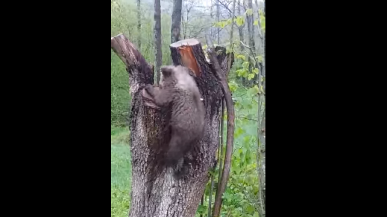 Gjendet këlyshi i ariut të murrmë, kthehet në territorin e Parkut të Sharrit (Video)