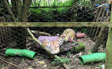 Telefonuan policinë të shqetësuar me ‘tigrin që mbahej padrejtësisht’ në kafazin e fqinjit (Foto)