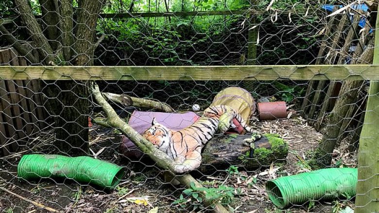 Telefonuan policinë të shqetësuar me ‘tigrin që mbahej padrejtësisht’ në kafazin e fqinjit (Foto)