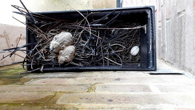 Zogjtë ndërtuan fole nga fijet plastike që përdoren në ndërtimtari, imazh rrëqethës që tregon ndotjen e madhe të ambientit (Foto)