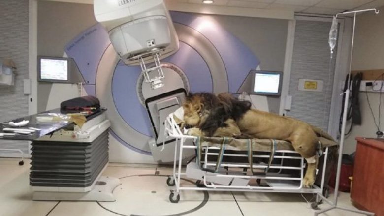 Luani i quajtur ‘Kaos’ fillon terapinë e rrezatimit për kancerin e lëkurës – në një spital për njerëzit (Foto)