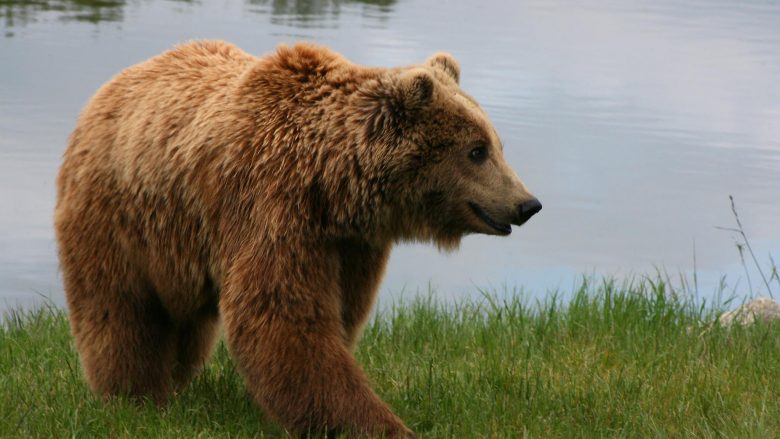 Paralajmërohet padi ndaj atyre që do ta vrasin ariun e Prizrenit