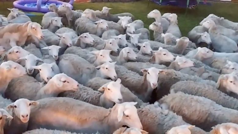 Rreth 200 dele “hynë me forcë” në oborrin e tyre – familja regjistron pamjet dhe tregon se si ndodhi (Video)