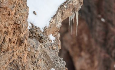 A mund ta vëreni leopardin e borës? E vështirë, sepse ai është kamufluar aq mirë! (Foto)