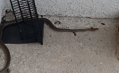 Gjarpër i gjatë rreth dy metra gjendet në një shtëpi në Draçevë (Foto)