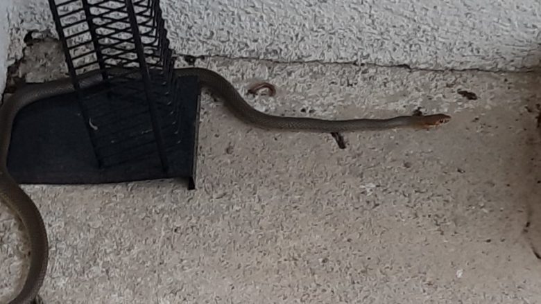 Gjarpër i gjatë rreth dy metra gjendet në një shtëpi në Draçevë (Foto)