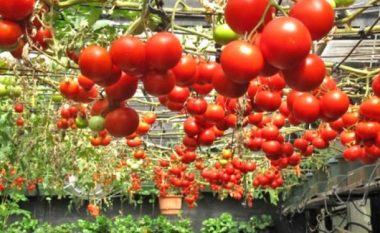 Shqipëri: Në treg domate turke dhe greke, vjet u importuan 10 mijë ton perime më shumë