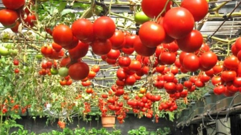 Shqipëri: Në treg domate turke dhe greke, vjet u importuan 10 mijë ton perime më shumë