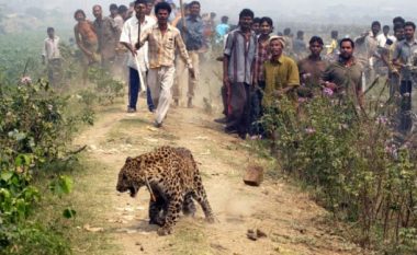 Vriten 11 tigra për shkak të ritualit