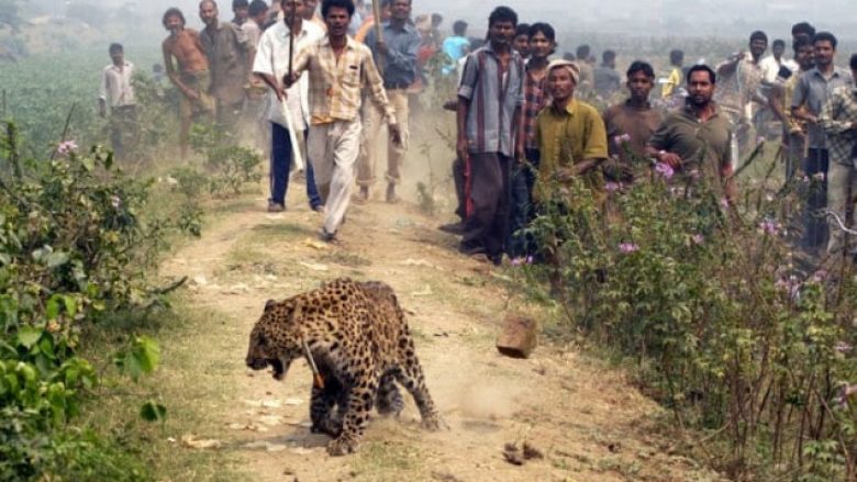 Vriten 11 tigra për shkak të ritualit