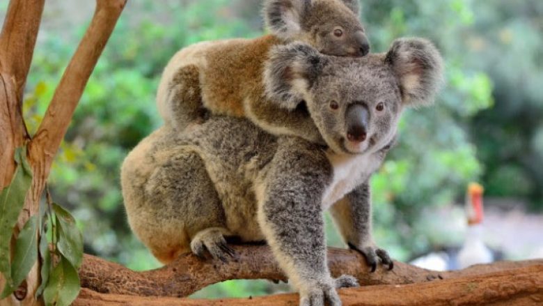 Koala para zhdukjes