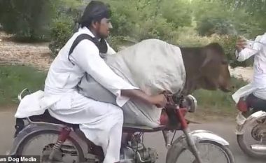 Motoçiklisti duke ecur rrugëve të Pakistanit, me një lopë në “prehrin” e tij (Video)
