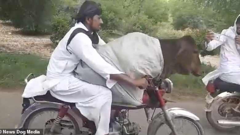 Motoçiklisti duke ecur rrugëve të Pakistanit, me një lopë në “prehrin” e tij (Video)