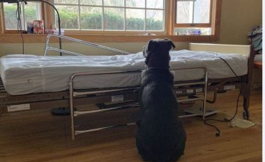 Mijëra kërkesa për të adoptuar qenin që u fotografua pranë krevatit të spitalit ku i zoti vdiq