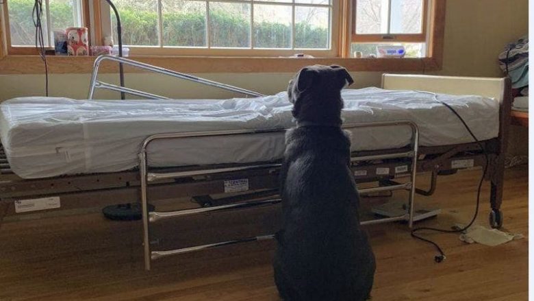 Mijëra kërkesa për të adoptuar qenin që u fotografua pranë krevatit të spitalit ku i zoti vdiq