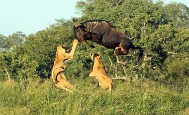 Antilopa mashtron dhjetëra luanesha, kërcen shumë lartë dhe iu shmanget dhëmbëve të mprehtë (Video)