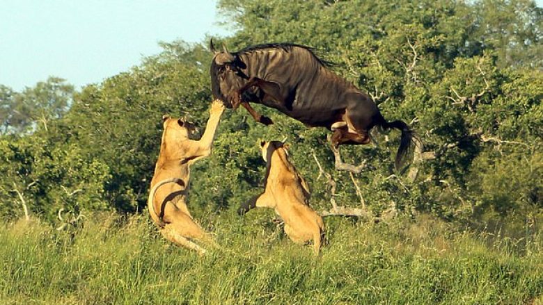 Antilopa mashtron dhjetëra luanesha, kërcen shumë lartë dhe iu shmanget dhëmbëve të mprehtë (Video)