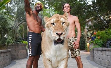 “Hibridi” që peshon mbi 300 kilogramë, gjysmë luan e gjysmë tigër (Foto/Video)
