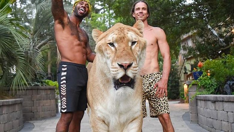 “Hibridi” që peshon mbi 300 kilogramë, gjysmë luan e gjysmë tigër (Foto/Video)