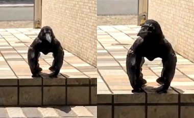 Videoja që po bën xhiron e botës, sorra që ngjan me gorillën (Video)