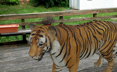 Google AR mundëson të vendosen kafshë virtuale në të gjitha hapësirat (Video)