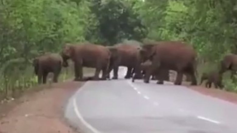 Elefantët mbajnë një ‘procesion funerali’ për të voglin e ngordhur (Video)