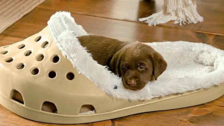 Tani mund të blini shtrat të veçantë për qentë e dashuruar pas sandaleve