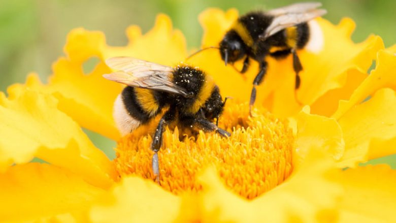 Sa lule duhet të vizitojnë bletët për të prodhuar një kilogram mjaltë?