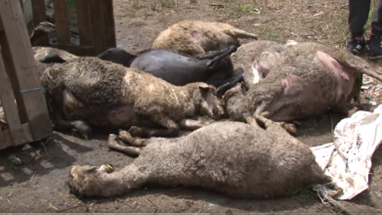 Strugë, qentë endacak mbysin 50 dele (Video)