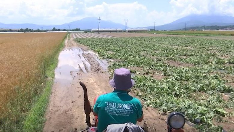 Pas breshrit e shiut të madh, bujqve të Suharekës u premtohet kompensim i dëmit me para (Video)