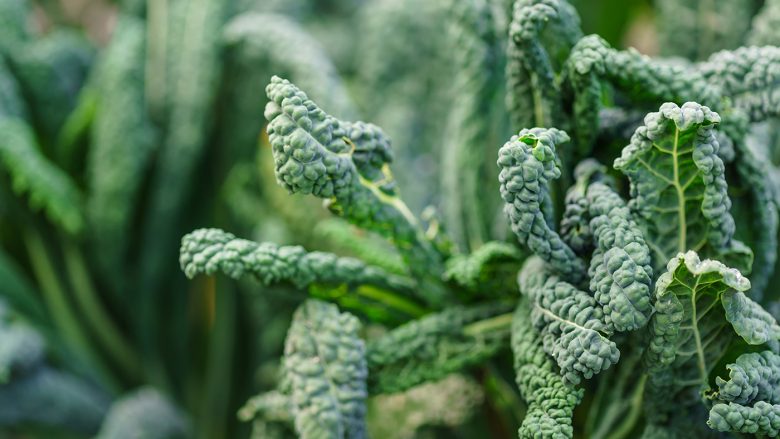 Përse lakra Kale është në kulmin e piramidës shëndetësore